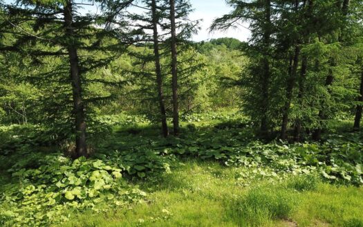 Tranquil Arishima Residential Site